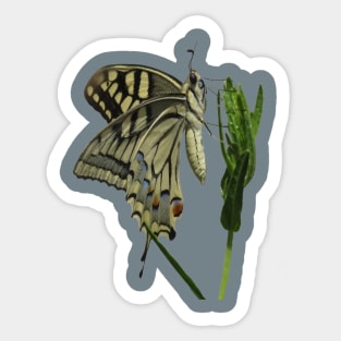 Scarce Swallowtail Butterfly Vector Art Sticker
